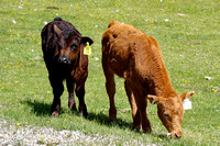 June 8 2019 calf4 reduced