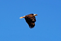 2 2020-04-08 Ghost-crown land 039