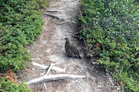 grouse June 29 2019 SIPhone 025