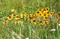 July 14 2019 Bertha Lake alpine flowers4