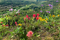 EC24 Jasper August 2020 IPhone 190