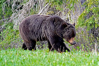 bear21  June 17, 2021 061