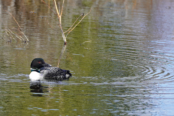 loon15 Mesa Butte 010 April 28