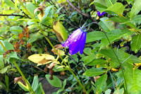 flower4 September 5 2019 Caldron Lake IPhone 059