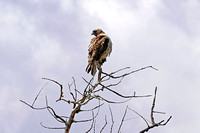 bird6 May 12 258