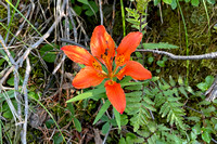 flower10 July 8 Assiniboine Lake iPhone 043