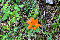 flower11 July 8 Assiniboine Lake iPhone 048