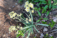 flower4 July 8 Assiniboine Lake iPhone 021