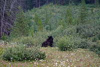 bear2 July 19 Mount St Eloi mid 007