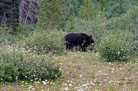 bear1 July 19 Mount St Eloi mid 002