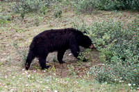 bear7 July 19 Mount St Eloi mid 024