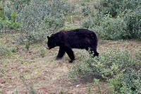 bear8 July 19 Mount St Eloi mid 028