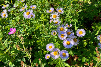 flower1 July 19 Mount St Eloi iPhone 085