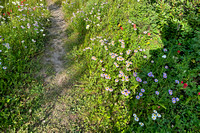 flower15 July 19 Mount St Eloi iPhone 199