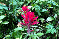 EC28 Jasper August 2020 IPhone 173