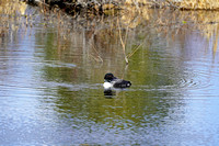 loon14 Mesa Butte 010 April 28