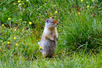 animal11 Assiniboine July 25