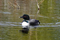loon12 Mesa Butte 009 April 28