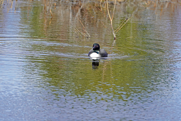 loon9 Mesa Butte 008 April 28