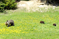 June 17 grizzlies8