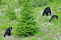 Hwy 40 bear3 (3)