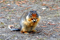 Yoho2011 043 (1)