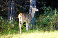 deer4 September 12 2019 Sarrail Ridge 6500 041