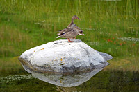duck2 July 10 Ptarmigan Cirque FINAL 029