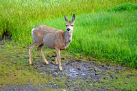deer1 July 10 Ptarmigan Cirque FINAL 015