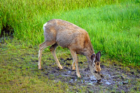 deer2 July 10 Ptarmigan Cirque FINAL 016