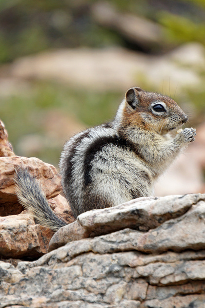 Zenfolio | Susan Davis Schuetz | Pika, squirrel, chipmunk, prairie dog