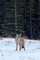 coyote4 Dec 16 Commonwealth Ridge a73 245