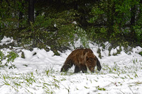 bear9 June 22 2019 day in the mountains a7r 044