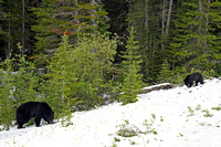 bear33 June 22 2019 day in the mountains a7r 189