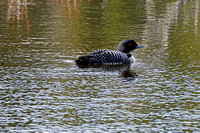 loon4 Mesa Butte 004 April 28