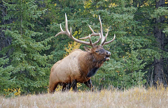 2018-09-30 bull elk18 reduced