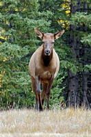 2018-09-30 elk herd29