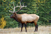 2018-09-30 bull elk10 reduced