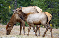2018-09-30 elk herd12 reduced