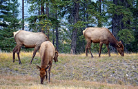 2018-09-30 elk herd4 reduced