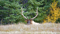 2018-09-30 bull elk13 reduced
