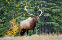 2018-09-30 bull elk20 reduced