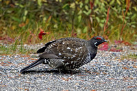 2018-09-30 grouse2 reduced