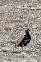 32 2020-04-08 Ghost-crown land 010