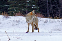 coyote1 Dec 16 Commonwealth Ridge a73 244