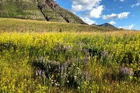 July 14 2019 Bertha Lake alpine flowers10
