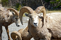 May 27 2019 day in the mountains sheep21 reduced