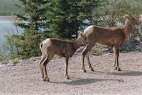1996-07 Burstall Pass (17)