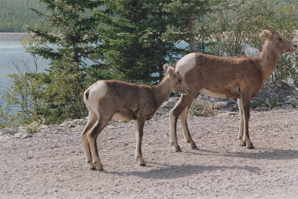 1996-07 Burstall Pass (17)