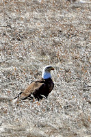 33 2020-04-08 Ghost-crown land 010